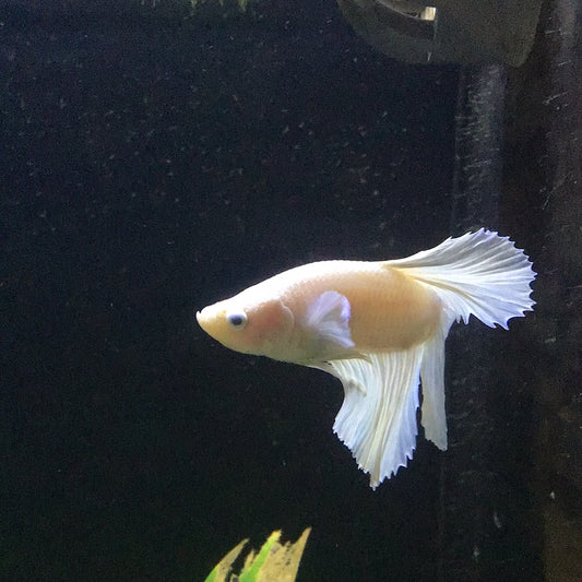 Platinum HalfMoon Betta