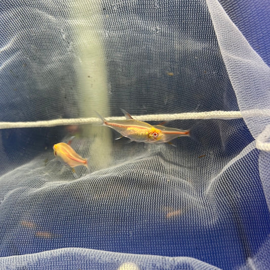 Albino Glo Light Tetra