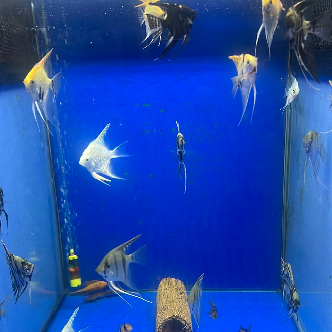 Assorted Fancy Angelfish Assorted Angelfish (Pterophyllum Scalare ) – Tropical Aquarium