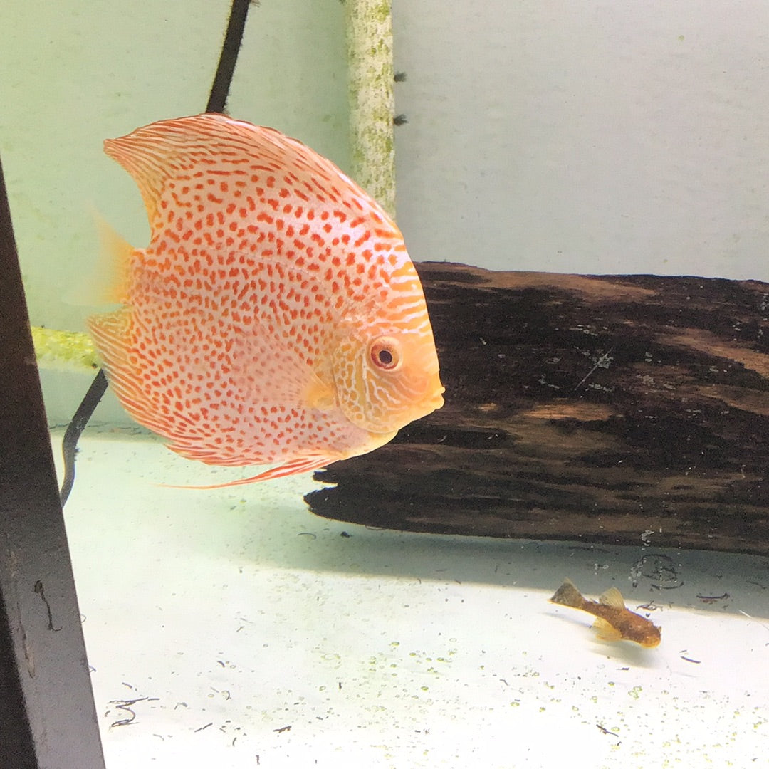 Erruption Discus Spotted Eruption Discus (Symphysodon sp.) – Tropical Aquarium