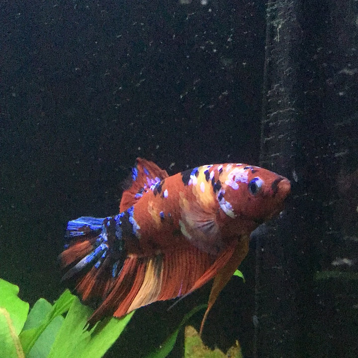 Bettas Buy Betta Fish (Fighting Fish) Online Australia Tropical