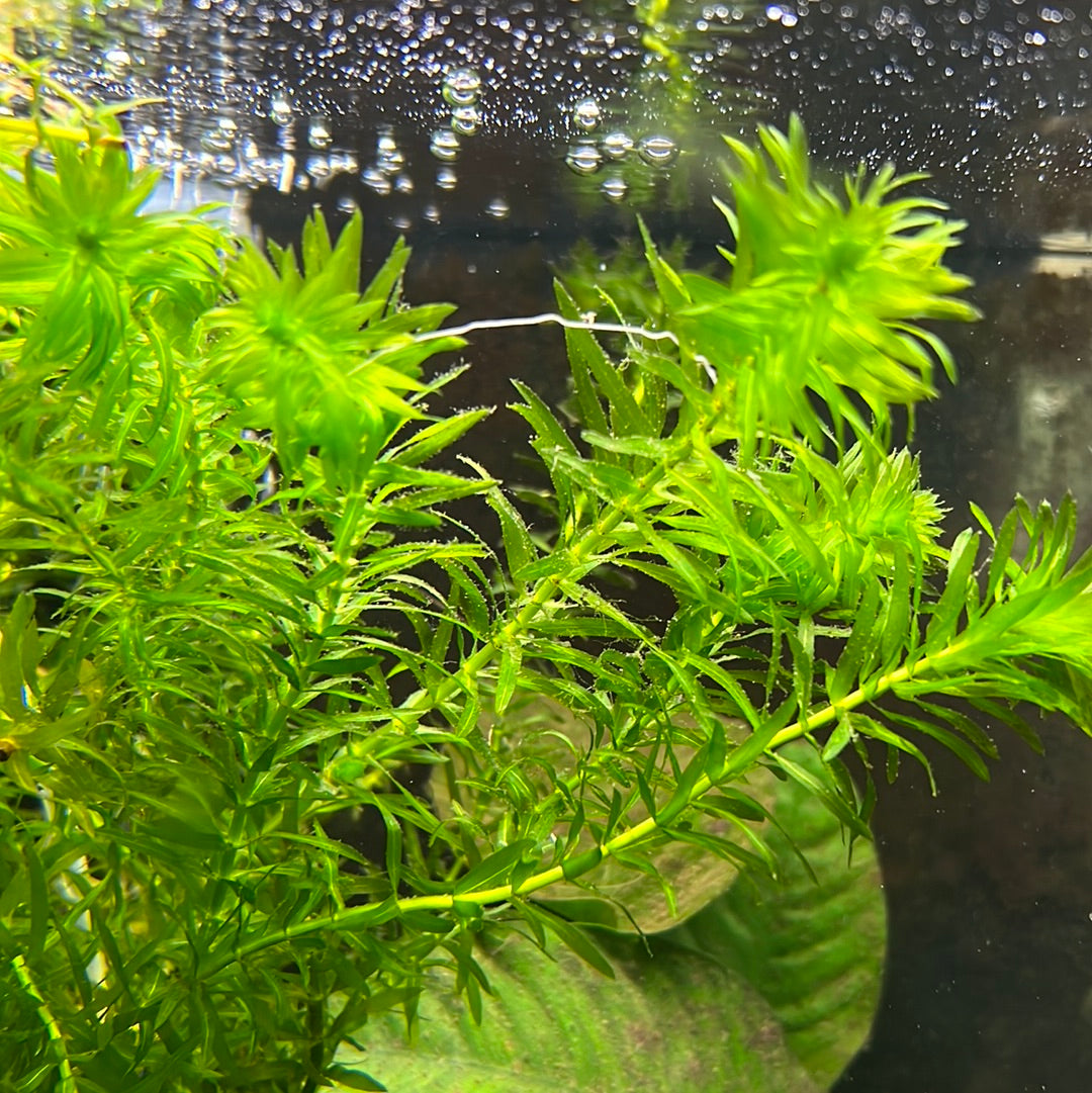 Elodea – Tropical Aquarium