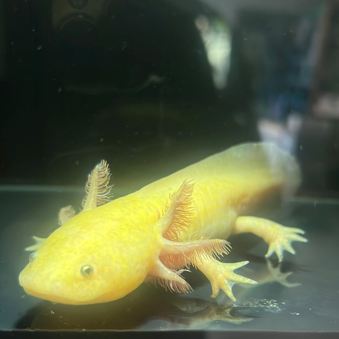 Gold Axolotl (Ambystoma mexicanum)