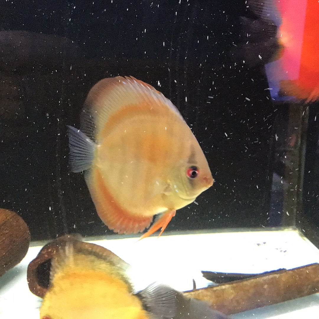 Solid Red Cover Discus (Symphysodon sp.)