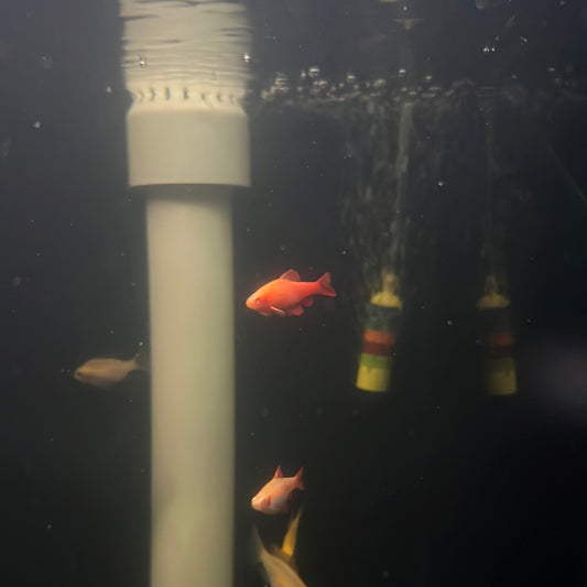 Albino Cherry Barb (Puntius titteya)