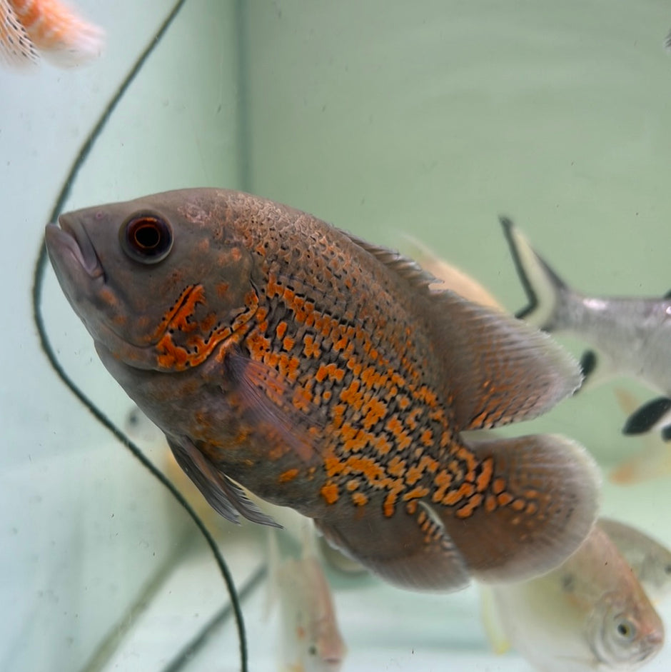 Oscars Buy Oscar Fish Online Australia Tropical Aquarium