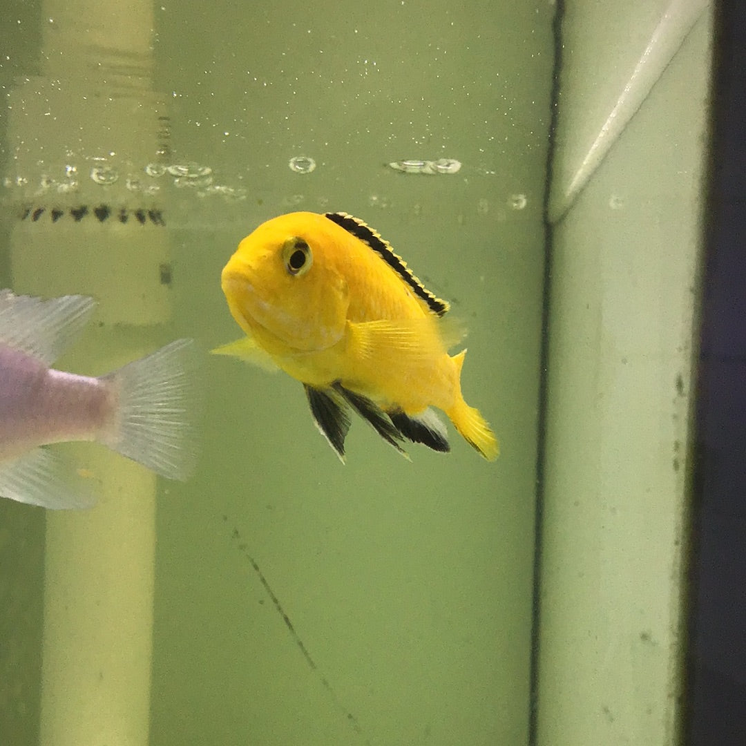 Electric Yellow cichlid (Labidochromis Caeruleus)