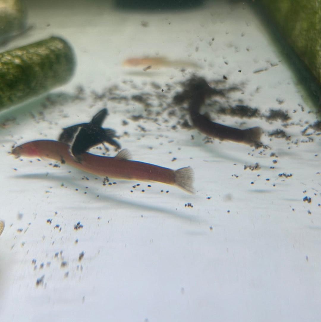 Black Java Loach Kuhlii Loach Black (Pangio Oblonga) – Tropical Aquarium