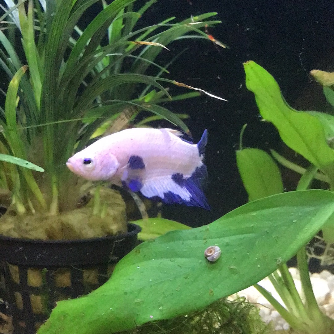 Blue Marble Panda Betta