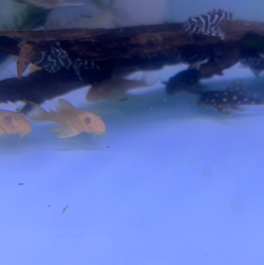 L333 Albino King Tiger Pleco (Hypancistrus sp) – Tropical Aquarium