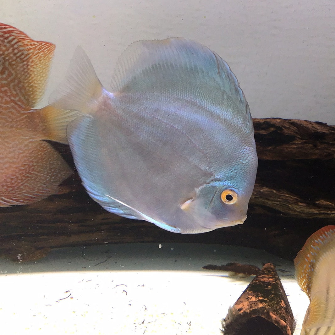 Buy Discus Fish Online Australia Tropical Aquarium