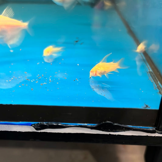 Albino Peppered Long Fin Corydoras