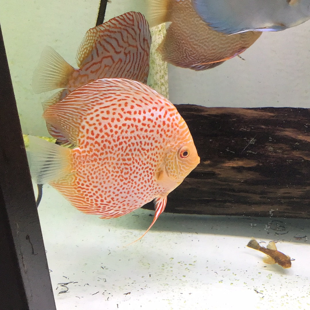 Erruption Discus Spotted Eruption Discus (Symphysodon sp.) – Tropical Aquarium