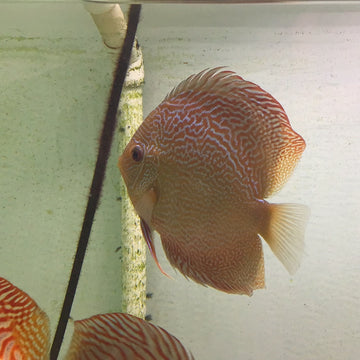 Buy Discus Fish Online Australia – Tropical Aquarium