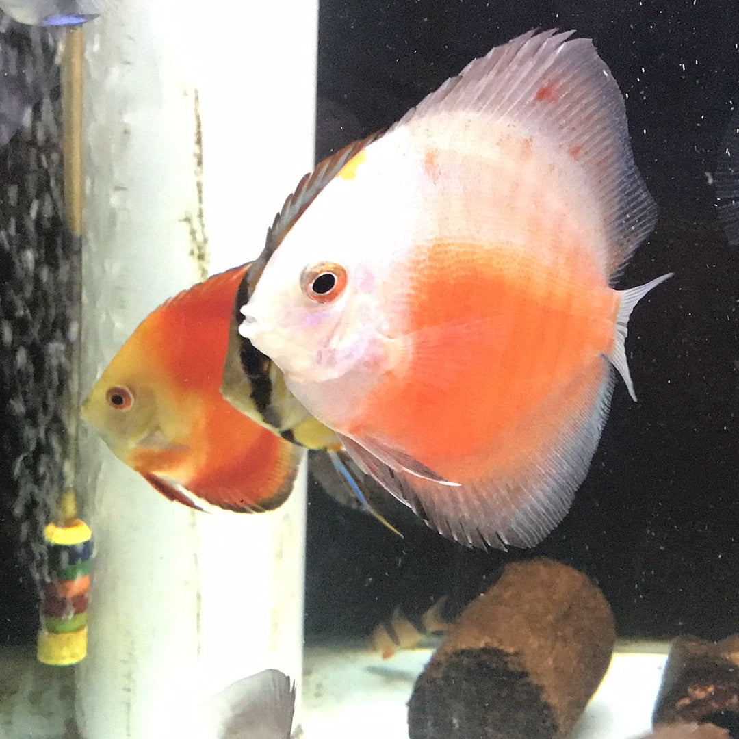 Red And White Discus (Symphysodon sp.)