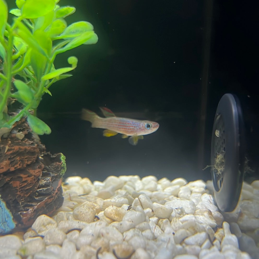 Red-striped Killifish (Aphyosemion striatum)