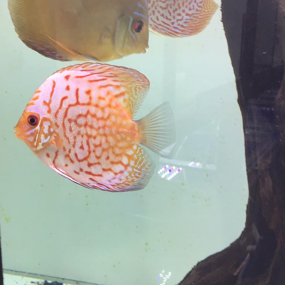 Flora Pigeon Discus (Symphysodon sp.)