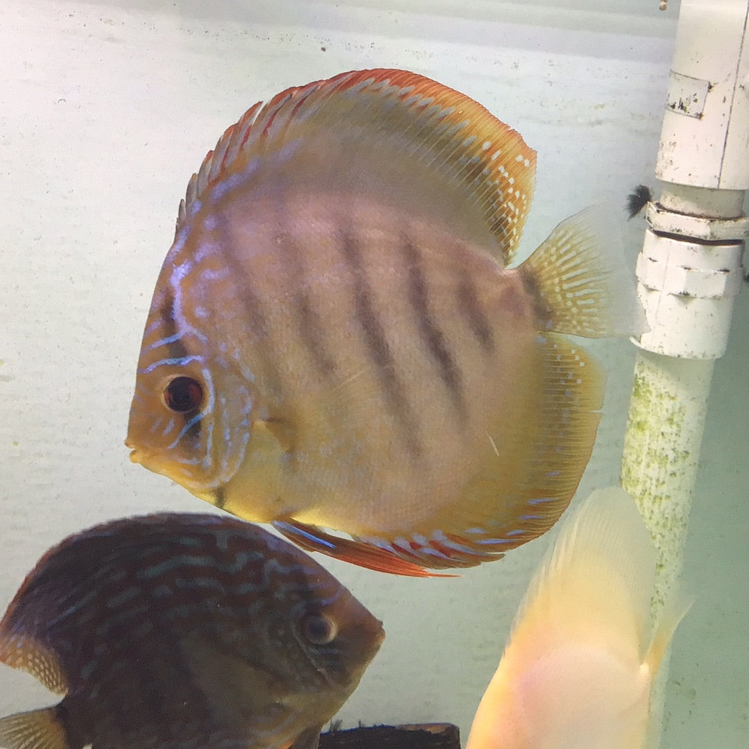 Wild Brown Discus (Symphysodon aequifasciata axelrodi) – Tropical Aquarium